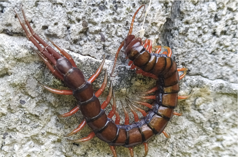 Curled up centipede in Guadeloupe