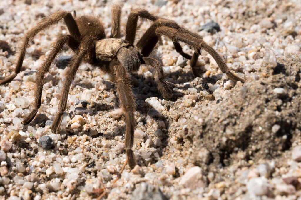 Aphonopelma mojave tarantula crawling on the ground